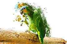 Art tapeta Zelený papagáj 29354 - vinylová